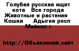 Голубая русская ищит кота - Все города Животные и растения » Кошки   . Адыгея респ.,Майкоп г.